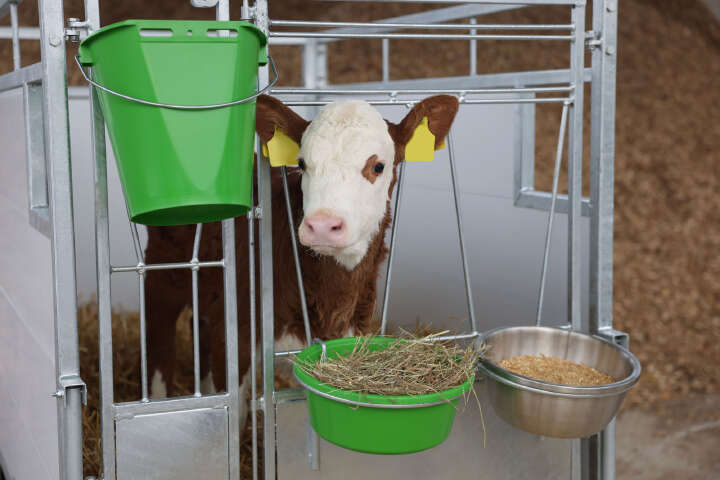 KERBL Kälberbox Premium mit schwenkbarem Boden